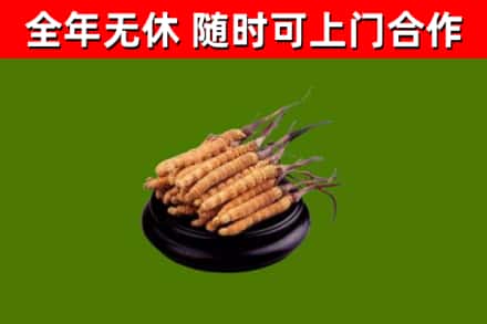 周村区回收冬虫夏草